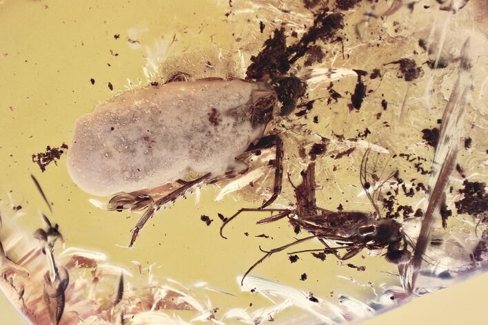 Detailed Fossil Planthopper and Fungus Gnat In Baltic Amber #372573